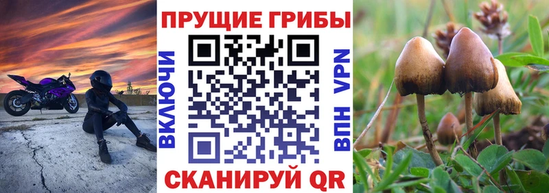 Галлюциногенные грибы Psilocybe  купить закладку  Камызяк 
